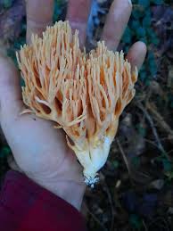 Attēlu rezultāti vaicājumam “Ramaria flava”