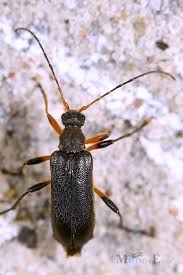 Attēlu rezultāti vaicājumam “Cortodera femorata”