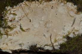 Attēlu rezultāti vaicājumam “Porotheleum fimbriatum”