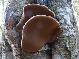 Attēlu rezultāti vaicājumam “Phellinus”