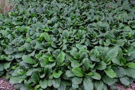 Image result for Ajuga reptans