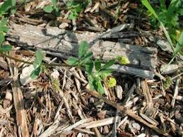 Attēlu rezultāti vaicājumam “Trifolium aureum leaf”