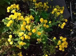 Image result for Calceolaria integrifolia