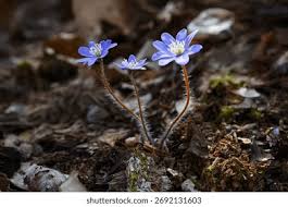Attēlu rezultāti vaicājumam “Hepatica nobilis bud”