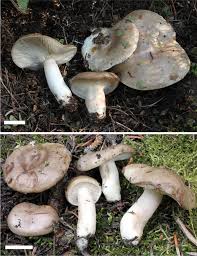 Attēlu rezultāti vaicājumam “Lactarius repraesentaneus”