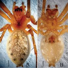 Attēlu rezultāti vaicājumam “Linyphiidae”