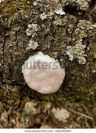 Attēlu rezultāti vaicājumam “Reticularia lycoperdon young”