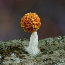 Attēlu rezultāti vaicājumam “Physarum, Nannengaella sp.”