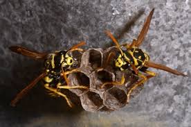 Attēlu rezultāti vaicājumam “Polistes”