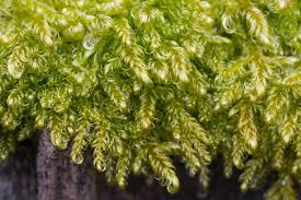 Attēlu rezultāti vaicājumam “Sanionia uncinata”