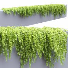 Image result for Lysimachia nummularia