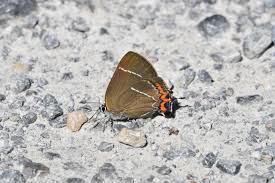 Attēlu rezultāti vaicājumam “Satyrium w-album underside”