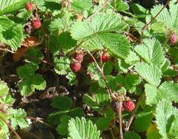Attēlu rezultāti vaicājumam “Fragaria moschata”