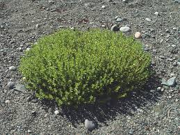 Attēlu rezultāti vaicājumam “Honckenya peploides fruit”