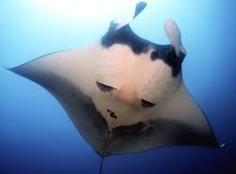 Image result for Mobula birostris