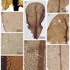 Attēlu rezultāti vaicājumam “Atrichum flavisetum sporophyte”