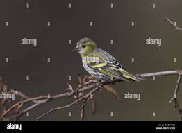 Attēlu rezultāti vaicājumam “Carduelis spinus female”
