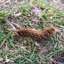 Attēlu rezultāti vaicājumam “Euthrix potatoria larva”