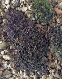 Attēlu rezultāti vaicājumam “Frullania dilatata”