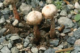 Attēlu rezultāti vaicājumam “Tulostoma fimbriatum”