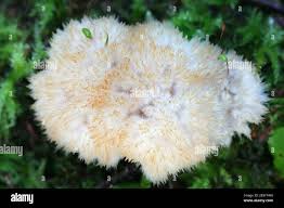 Attēlu rezultāti vaicājumam “Postia undosa”