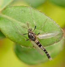 Attēlu rezultāti vaicājumam “Cricotopus male”