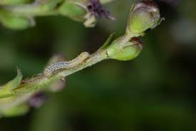 Attēlu rezultāti vaicājumam “Cucullia lucifuga larva”