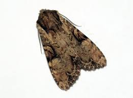 Attēlu rezultāti vaicājumam “Apamea epomidion”