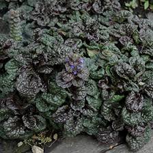 Attēlu rezultāti vaicājumam “Ajuga pyramidalis”
