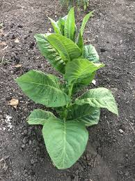 Attēlu rezultāti vaicājumam “Nicotiana tabacum”