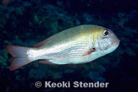 Image result for Monotaxis grandoculis