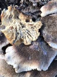 Attēlu rezultāti vaicājumam “Lentinellus ursinus”