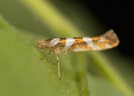 Attēlu rezultāti vaicājumam “Argyresthia goedartella”