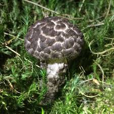 Attēlu rezultāti vaicājumam “Strobilomyces strobilaceus”