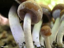 Attēlu rezultāti vaicājumam “Psathyrella sp.”