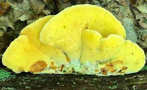 Attēlu rezultāti vaicājumam “Buglossoporus quercinus”