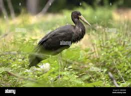 Attēlu rezultāti vaicājumam “Ciconia ciconia juvenile”