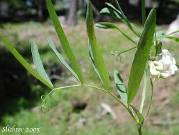 Attēlu rezultāti vaicājumam “Lathyrus palustris leaf”