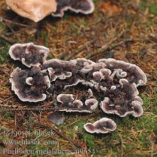 Attēlu rezultāti vaicājumam “Phellodon melaleucus”