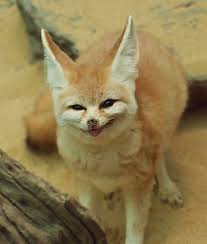 Attēlu rezultāti vaicājumam “Vulpes zerda”