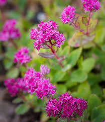 Attēlu rezultāti vaicājumam “Hylotelephium maximum flower”