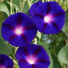 Image result for Ipomoea purpurea