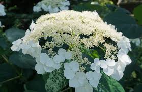 Attēlu rezultāti vaicājumam “Hydrangea arborescens subsp. discolor”
