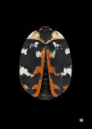 Attēlu rezultāti vaicājumam “Anthrenus scrophulariae”