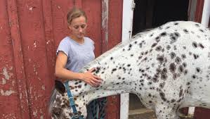 Image result for Winchester Riding Club