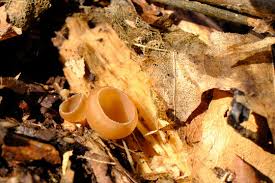 Attēlu rezultāti vaicājumam “Ciboria amentacea”