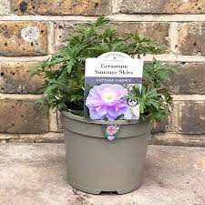 Image result for Geranium `Summer Skies`