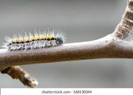 Attēlu rezultāti vaicājumam “Aporia crataegi larva”