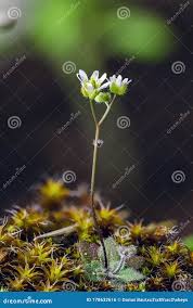 Attēlu rezultāti vaicājumam “Erophila verna flower”