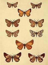 Attēlu rezultāti vaicājumam “Ematurga atomaria male”